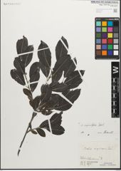 Foto von Salix myrsinifolia Salisb.